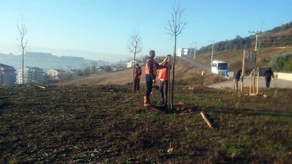 Denetimli serbestlik fidan dikimi