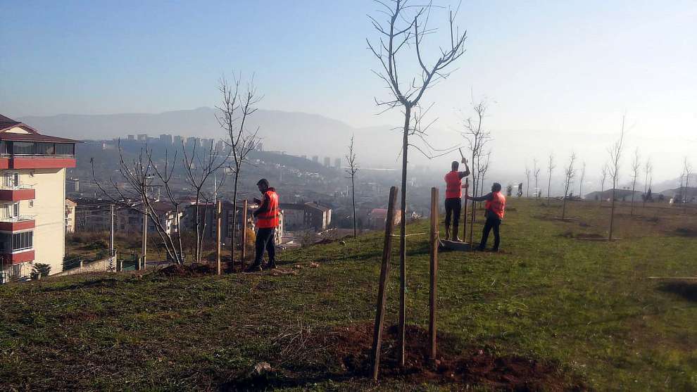 Denetimli serbestlik fidan dikimi