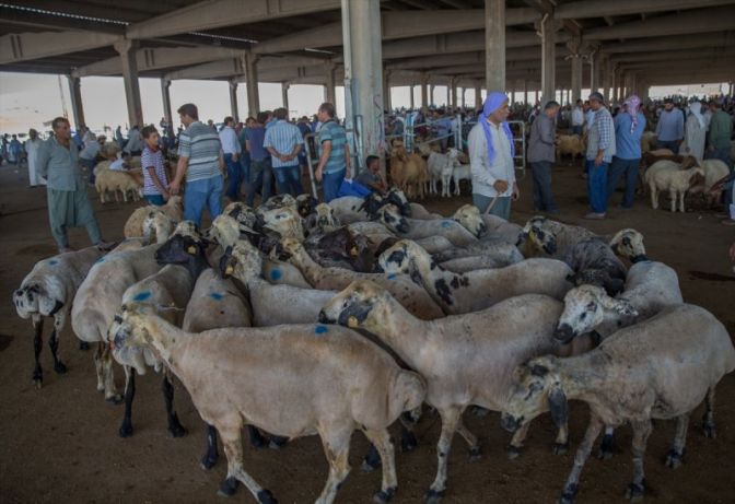 Yurtta Kurban Bayramı hareketliliği başladı