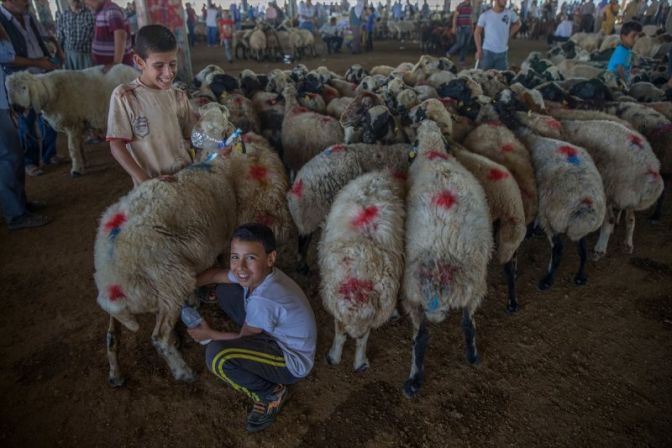 Yurtta Kurban Bayramı hareketliliği başladı