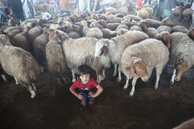 Yurtta Kurban Bayramı hareketliliği başladı