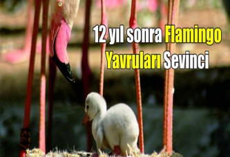 12 yıl sonra Flamingo yavruları sevinci