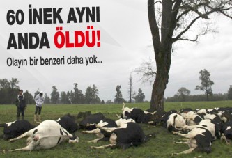 60 inek can verdi!