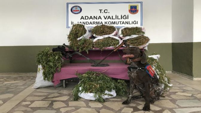 Adanada 32 kilo esrarı radar buldu