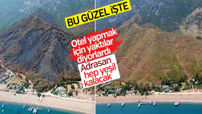 Antalyada yanan ormanlar yeşillendiriliyor