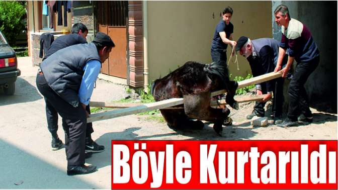 Apartman boşluğuna sıkışan at böyle kurtarıldı