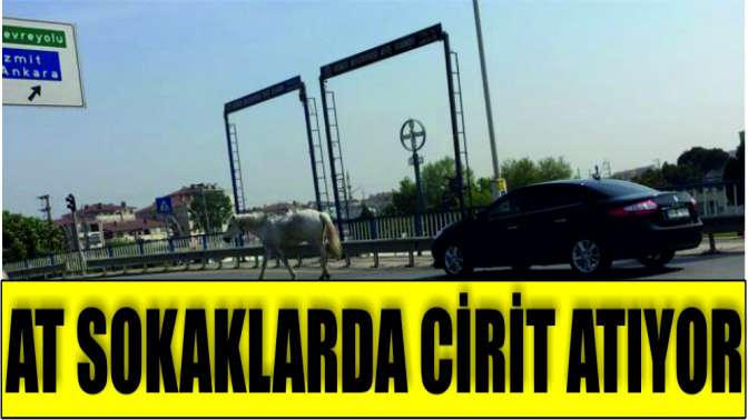 At sokaklarda cirit atıyor!