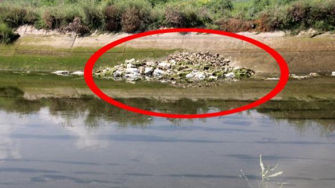 At ve eşekleri kesip kesip kemiklerini sulama kanalına attılar