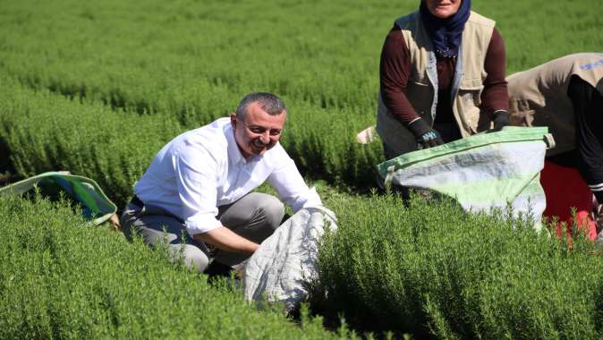 Başkan Büyükakın biberiye hasadı yaptı