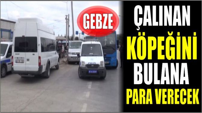 Çalınan Köpeğini Bulana Para Verecek