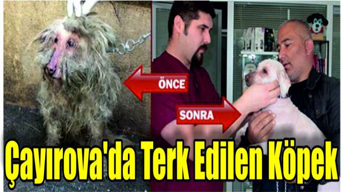 Çayırovada Terk Edilen Köpek