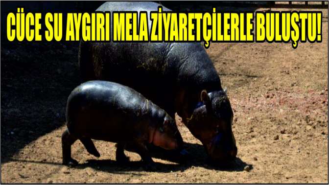 Cüce su aygırı Mela ziyaretçilerle buluştu!