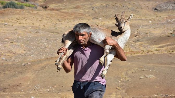 Dağ keçisinin imdadına çoban yetişti