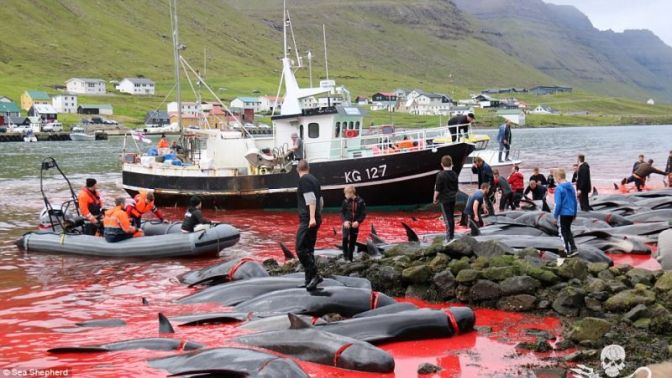 Danimarkanın Faroe Adalarında balina katliamı