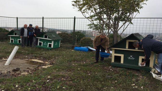 DARICA’DA SOKAK HAYVANLARINA ÖZEL ÇALIŞMA