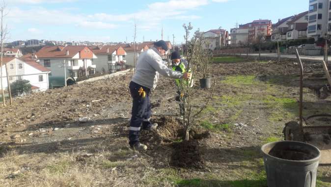 Değirmendere kestanelik alanı ağaçlandırıldı