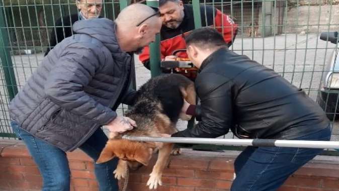 Demir çitlere sıkışan köpeği itfaiye kurtardı