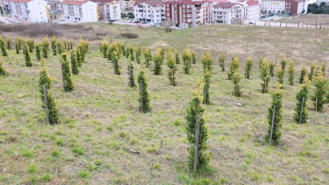 Denetimli serbestlik hükümlüleri fidan dikti