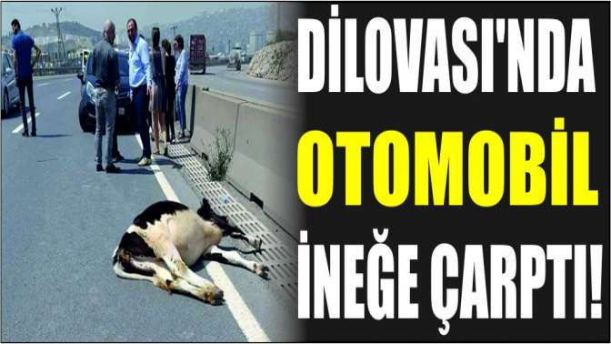 Dilovası’nda otomobil ineğe çarptı!