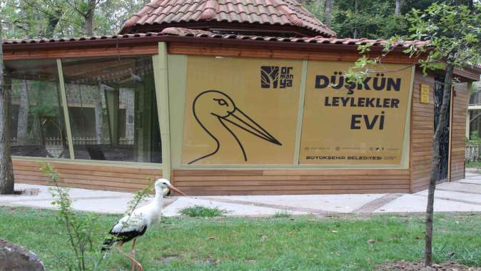 Düşkün Leylekler Evi, Ormanya‘da