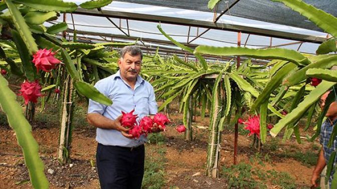 Ejder meyvesi geçim kapısı oldu