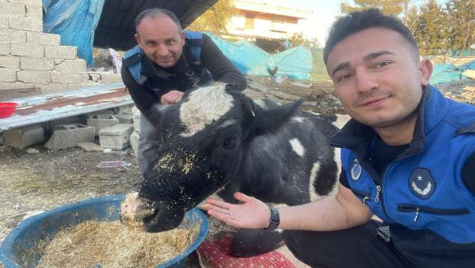 Enkaz altındaki ineği Gölcük Belediyesi kurtardı