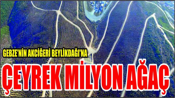 Gebze’nin akciğeri Beylikdağı’na çeyrek milyon ağaç