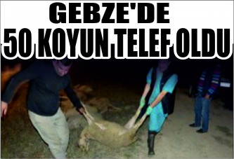 Gebze'de 50 koyun telef oldu