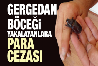 Gergedan böceği yakalayana para cezası