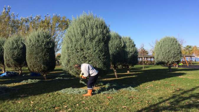 Gölcük sahilindeki ağaçlar böyle daha güzel