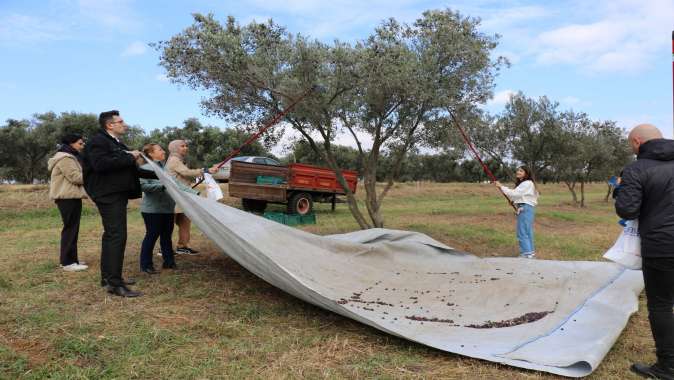 GTÜ’de 4. Geleneksel Zeytin Hasadı Şenliği Gerçekleştirildi