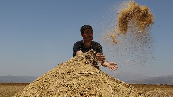 İlk kez ektiği kinoa bitkisinden 400 bin lira gelir bekliyor