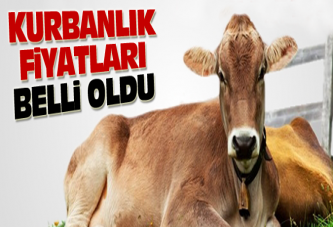 İşte Kurbanlık Fiyatları