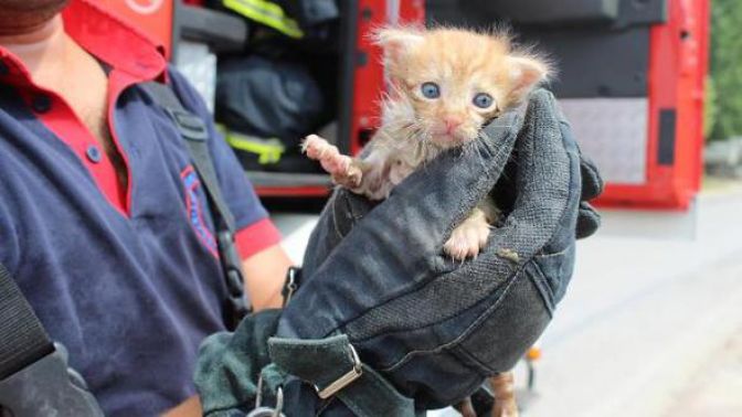 İzmitte Dereye düşen yavru kedi kurtarıldı