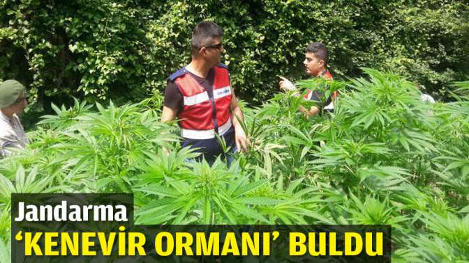 Jandarma kenevir ormanı buldu