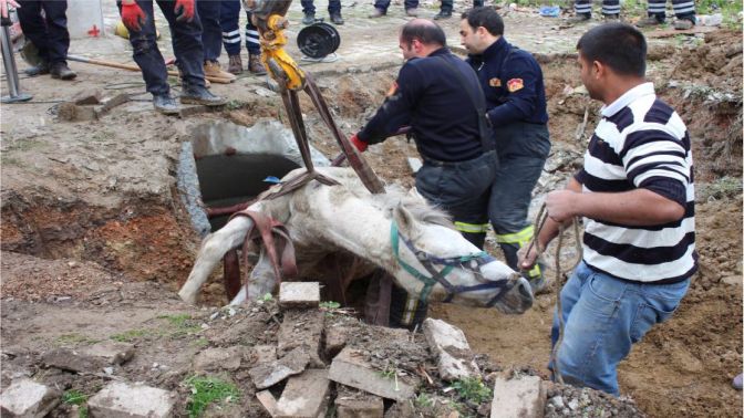 Kanalizasyona düşen atı, itfaiye kurtardı