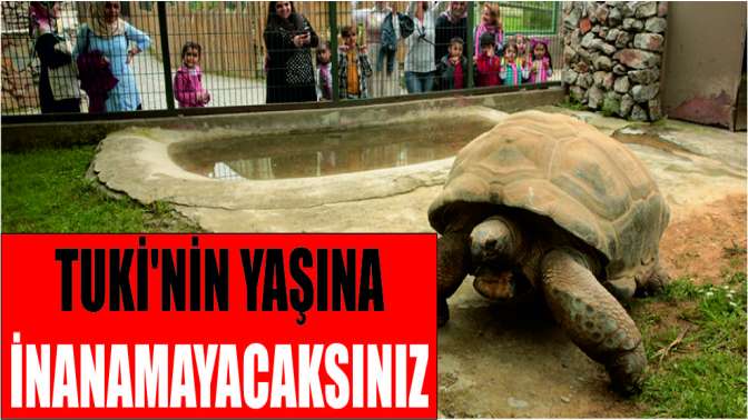 Kaplumbağa Tukinin yaşına inanamayacaksınız