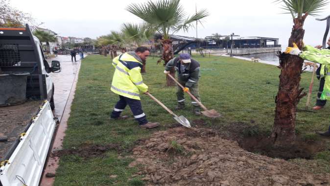 Karamürsel Dereköy Sahil Parkı’na yeni palmiyeler