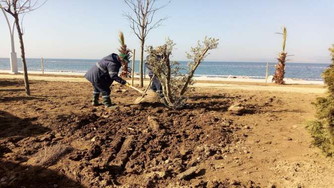 Karamürsel sahiline yeni fidanlar