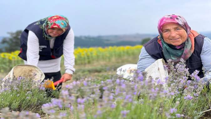 Kocaeli’de mor tarlalarda lavanta hasadı başladı