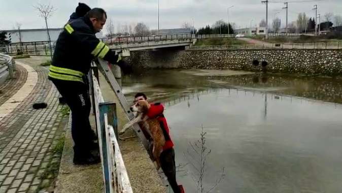 Kocaeli itfaiyesi dereden kurtardıkları köpekleri elleriyle kuruladı