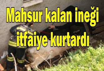 Mahsur kalan ineği itfaiye kurtardı