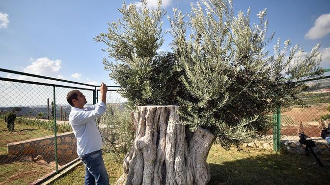 Mersinde 800 yıllık ağaçta zeytin hasadı