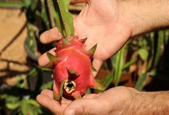 Mersin'de Pitaya üretimini gerçekleştirdi