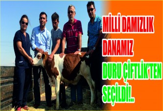 Milli Damızlık Danamız Duru Çiftlik’ten seçildi!..