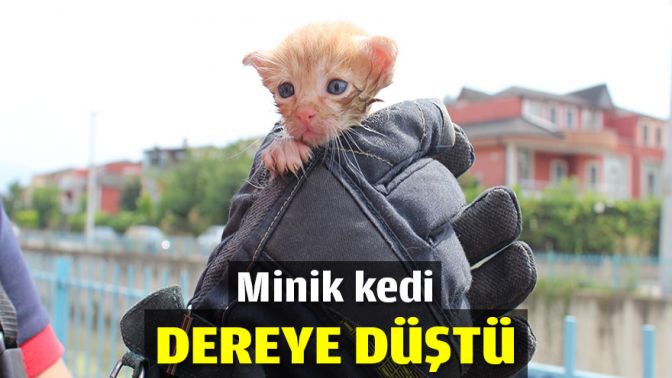 Minik kedi dereye düştü