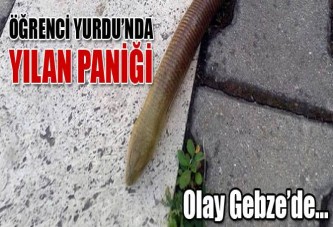 Öğrenci yurdu’nda yılan paniği