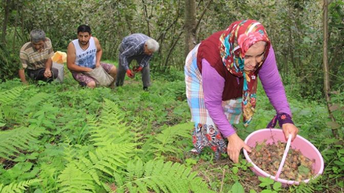 Orduda fındık hasadı için 10 bin mevsimlik işçi bekleniyor