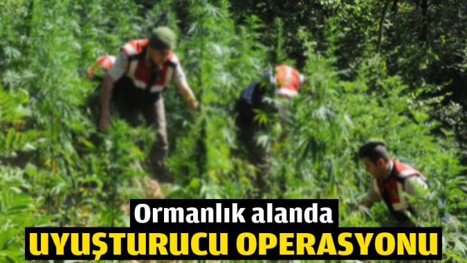 Ormanlık alanda uyuşturucu operasyonu