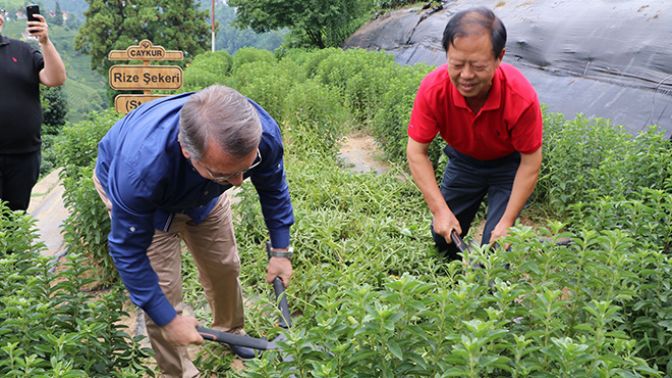 Rize Şekeri stevianın ilk hasadı yapıldı